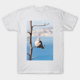 Eurasian Collared Dove T-Shirt